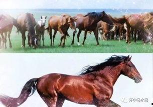 国产无马,引领绿色出行新潮流